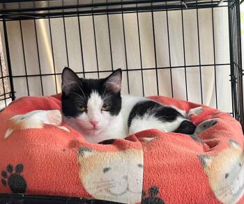 Azula -  Domestic Short Hair Cat for Adoption in Shorewood, Illinois - Azula | PetCurious