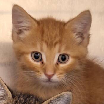 Dunks -  Domestic Short Hair Cat for Adoption in Philadelphia, Pennsylvania - Dunks | PetCurious