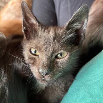 Windsor (Batty) -  Domestic Short Hair Cat for Adoption in Saugerties, New York - Windsor (Batty) | PetCurious