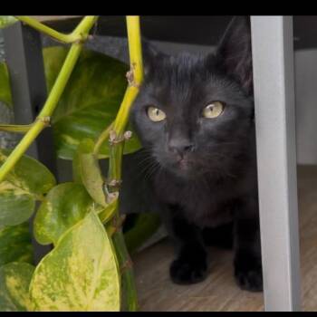 Tidy (C000-170) -  Domestic Short Hair Cat for Adoption in Chino Hills, California - Tidy (C000-170) | PetCurious