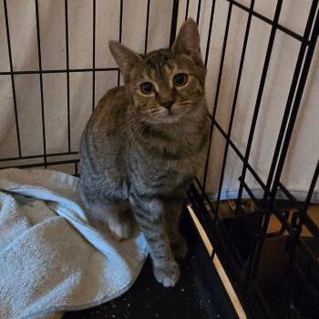 Ridley -  Domestic Short Hair Cat for Adoption in Grantsville, Utah - Ridley | PetCurious