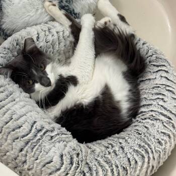 Rescue Domestic Medium Hair Cats for Adoption in Titusville, Florida - Skittles | PetCurious