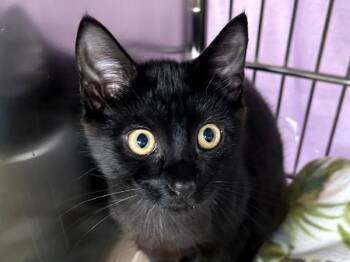 Bumble -  Domestic Short Hair Cat for Adoption in Portland, Oregon - Bumble | PetCurious