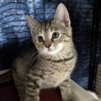 Torbina -  Tabby Cat for Adoption in Wilmington, Ohio - Torbina | PetCurious