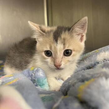 Domestic Medium Hair Cats Available for Adoption in Owosso, Michigan - Ava | PetCurious