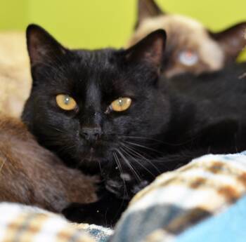TROUBLE -  Domestic Short Hair Cat Available for Adoption in San Clemente, California - TROUBLE | PetCurious