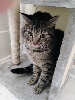 Tikere -  Domestic Short Hair Cat for Adoption in Williamsburg, Virginia - Tikere | PetCurious