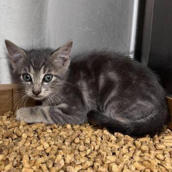 Felicity 26-10-057 -  Domestic Short Hair Cat for Adoption in Bastrop, Texas - Felicity 26-10-057 | PetCurious