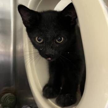 Citi -  Domestic Short Hair Cat for Adoption in Long Beach, California - Citi | PetCurious