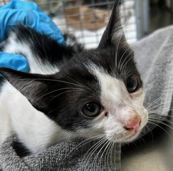 Rescue Domestic Short Hair Cats for Adoption in Honolulu, Hawaii - Oreo | PetCurious