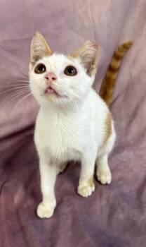 Oscar Meyer -  Domestic Short Hair Cat for Adoption in Springfield, Georgia - Oscar Meyer | PetCurious