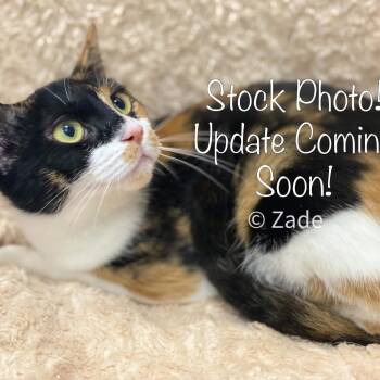 Mini Minoo 56254 -  Domestic Short Hair Cat for Adoption in Eaton Rapids, Michigan - Mini Minoo 56254 | PetCurious