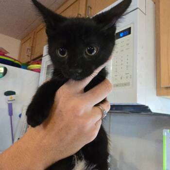 Rescue Domestic Short Hair Cats for Adoption in Hanna City, Illinois - Belly | PetCurious