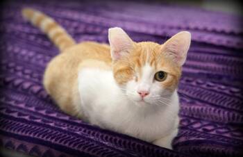 Rescue Domestic Short Hair Cats for Adoption in Rocklin, California - Jack | PetCurious