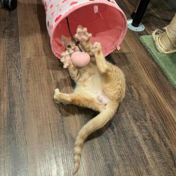 Tyrone the Tyrant -  Domestic Medium Hair Cat for Adoption in Murray, Utah - Tyrone The Tyrant | PetCurious