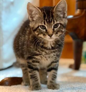 Angelica -  Domestic Short Hair Cat for Adoption in Columbia, Illinois - Angelica | PetCurious