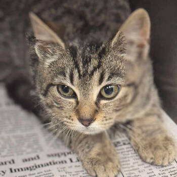 Rescue Domestic Short Hair Cats for Adoption in Marion, Virginia - Corrine | PetCurious