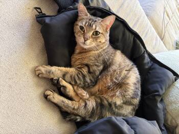 Domestic Short Hair Cats Available for Adoption - Nutmeg | PetCurious
