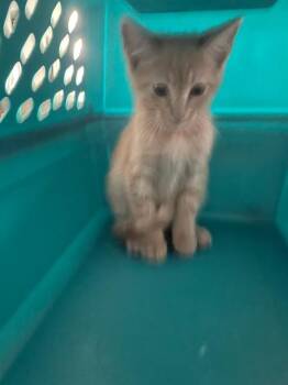 Domestic Short Hair Cats Available for Adoption in Palmetto, Florida - A135765 | PetCurious