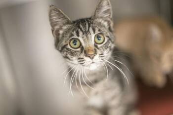 A1269263 -  Domestic Short Hair Cat for Adoption in Charlotte, North Carolina - A1269263 | PetCurious