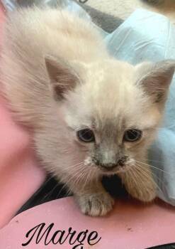 Domestic Short Hair and Siamese Cats Available for Adoption in Campbell, California - Marge | PetCurious