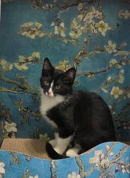 Queen -  Domestic Short Hair Cat for Adoption in Overland Park, Kansas - Queen | PetCurious