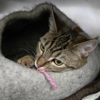 Domestic Short Hair Cats Available for Adoption - Pop Rocks | PetCurious
