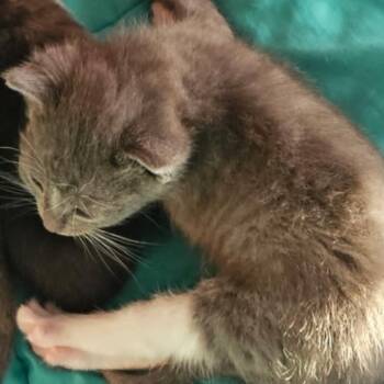 Boo -  Domestic Short Hair Cat for Adoption in Ashland, Oregon - Boo | PetCurious