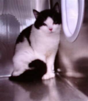 Domestic Short Hair Cats Available for Adoption in Albuquerque, New Mexico - LEAF | PetCurious
