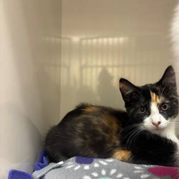 Eira -  Domestic Short Hair Cat for Adoption in Redwood City, California - Eira | PetCurious