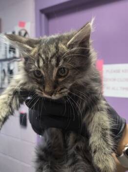 Rescue Domestic Short Hair Cats for Adoption in El Paso, Texas - 59801123 | PetCurious