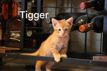 Rescue Domestic Short Hair Cats for Adoption in Pensacola, Florida - TIGGER | PetCurious