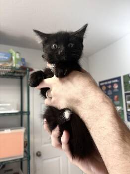 Waylon -  Domestic Short Hair Cat for Adoption in Bolivar, Missouri - Waylon | PetCurious