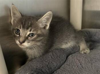 SAMUEL- IN FOSTER -  Domestic Medium Hair Cat for Adoption in Redlands, California - SAMUEL- IN FOSTER | PetCurious