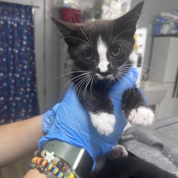 Big McIntosh -  Domestic Short Hair Cat for Adoption in Summerville, South Carolina - Big McIntosh | PetCurious