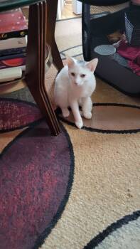 Rescue Domestic Short Hair Cats for Adoption - Pete | PetCurious