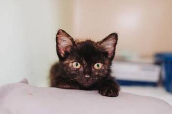 93741A Tortellini -  Domestic Short Hair Cat for Adoption in North Charleston, South Carolina - 93741A Tortellini | PetCurious
