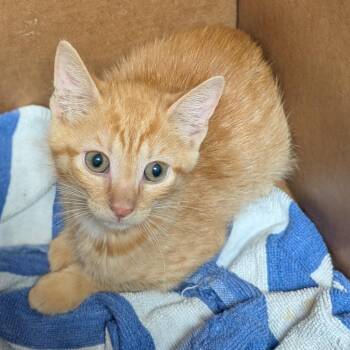 Domestic Short Hair Cats Available for Adoption in Tampa, Florida - Tango | PetCurious