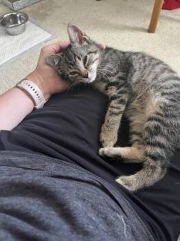 Biscotti (& Cantucci) -  Domestic Short Hair Cat for Adoption in Fairfax, Virginia - Biscotti (& Cantucci) | PetCurious