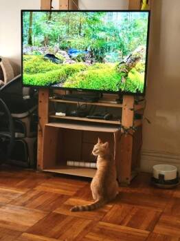 Little Potato -  Domestic Short Hair Cat for Adoption in New York, New York - Little Potato | PetCurious