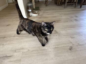 Tortoiseshell and American Shorthair Cats Available for Adoption in Los Angeles, California - Winky | PetCurious