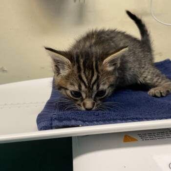 Brownie Bite -  Domestic Short Hair Cat for Adoption in Pasadena, California - Brownie Bite | PetCurious