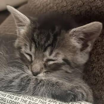 Yoda - In Foster! -  Domestic Short Hair Cat for Adoption in Flagstaff, Arizona - Yoda - In Foster! | PetCurious