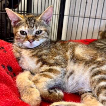 Halla -  Domestic Short Hair Cat for Adoption in Saginaw, Michigan - Halla | PetCurious