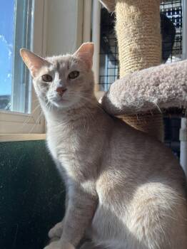Domestic Short Hair Cats Available for Adoption in Altoona, Pennsylvania - Bruno | PetCurious