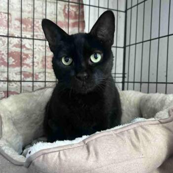 Domestic Short Hair and Bombay Cats Available for Adoption in Huntington, New York - Phoebe | PetCurious