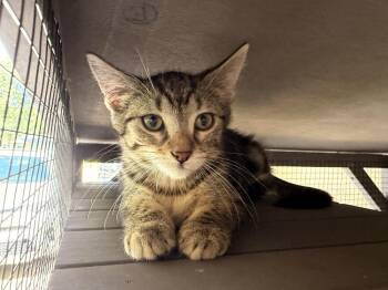 Zuzu -  Domestic Short Hair Cat for Adoption in Topeka, Kansas - Zuzu | PetCurious