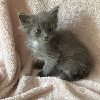 Sindy -  Domestic Medium Hair Cat for Adoption in Crown Point, Indiana - Sindy | PetCurious