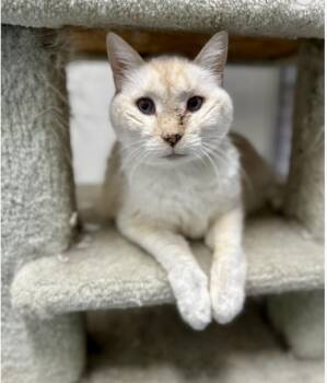 Rescue Siamese Cats for Adoption in Sonora, California - Snowball | PetCurious