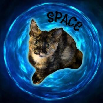 Space -  Domestic Short Hair Cat for Adoption in Tempe, Arizona - Space | PetCurious